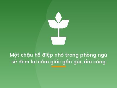 Một chậu hồ điệp nhỏ trong phòng ngủ sẽ đem lại cảm giác gần gũi, ấm cúng