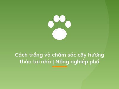 Cách trồng và chăm sóc cây hương thảo tại nhà | Nông nghiệp phố