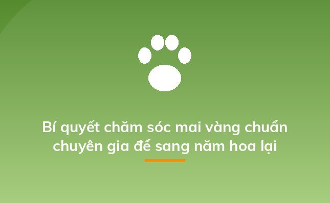 Bí quyết chăm sóc mai vàng chuẩn chuyên gia để sang năm hoa lại