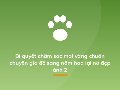 Bí quyết chăm sóc mai vàng chuẩn chuyên gia để sang năm hoa lại nở đẹp ảnh 2
