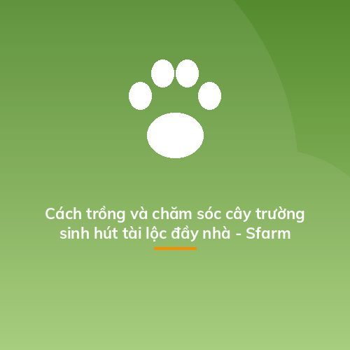 Cách trồng và chăm sóc cây trường sinh hút tài lộc đầy nhà - Sfarm