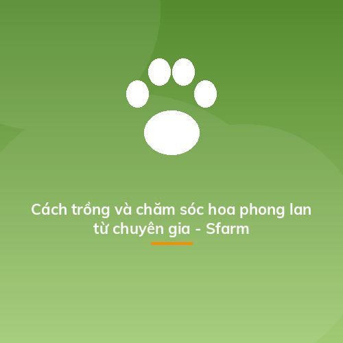 Cách trồng và chăm sóc hoa phong lan từ chuyên gia - Sfarm