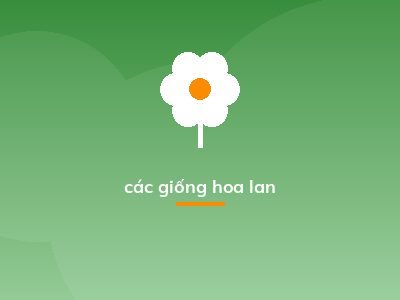 các giống hoa lan