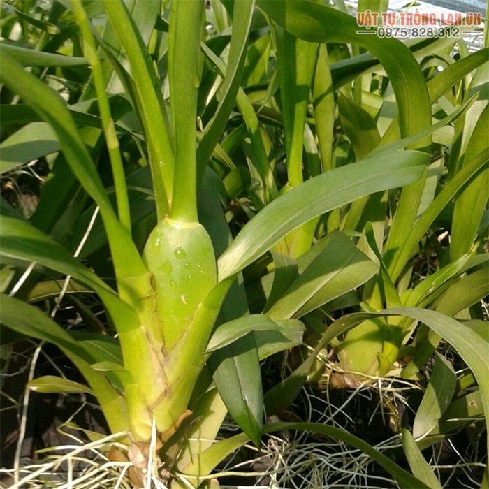Kỹ thuật trồng hoa Lan Vũ Nữ đẹp lôi cuốn