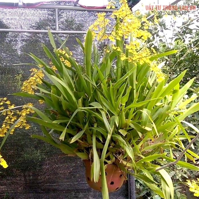 Kỹ thuật trồng hoa Lan Vũ Nữ đẹp lôi cuốn