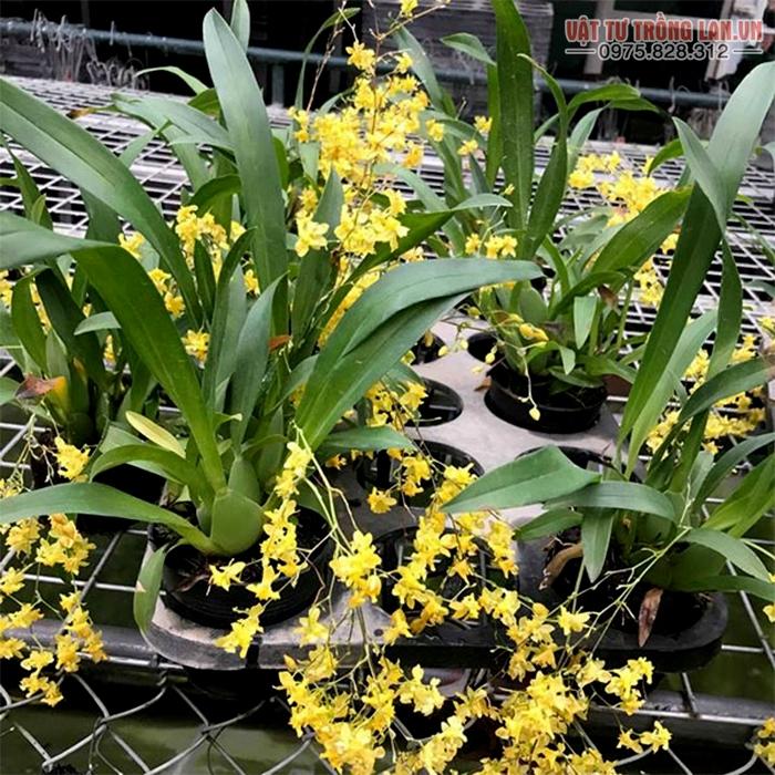 Kỹ thuật trồng hoa Lan Vũ Nữ đẹp lôi cuốn