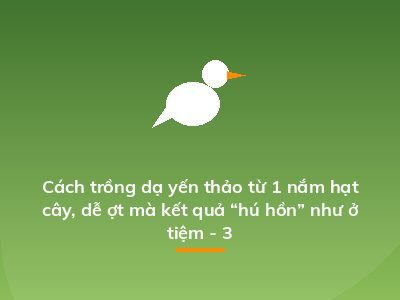 Cách trồng dạ yến thảo từ 1 nắm hạt cây, dễ ợt mà kết quả “hú hồn” như ở tiệm - 3