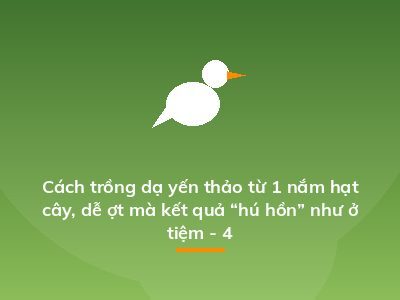 Cách trồng dạ yến thảo từ 1 nắm hạt cây, dễ ợt mà kết quả “hú hồn” như ở tiệm - 4