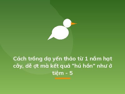 Cách trồng dạ yến thảo từ 1 nắm hạt cây, dễ ợt mà kết quả “hú hồn” như ở tiệm - 5