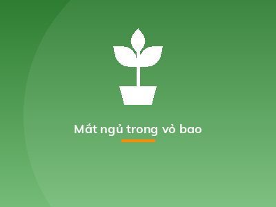 Mắt ngủ trong vỏ bao