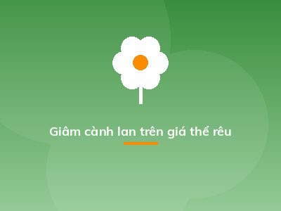 Giâm cành lan trên giá thể rêu