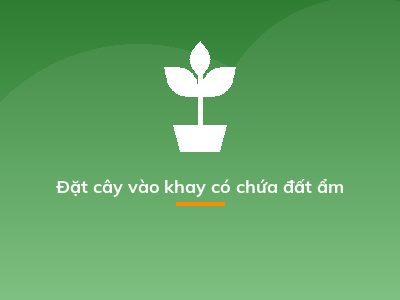 Đặt cây vào khay có chứa đất ẩm