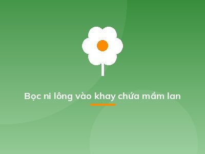 Bọc ni lông vào khay chứa mầm lan