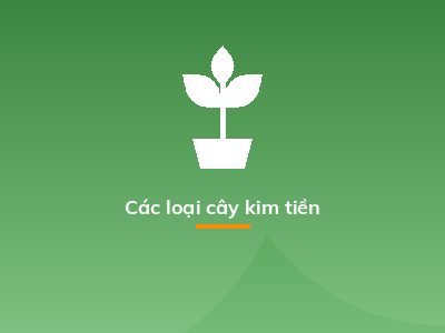 Các loại cây kim tiền