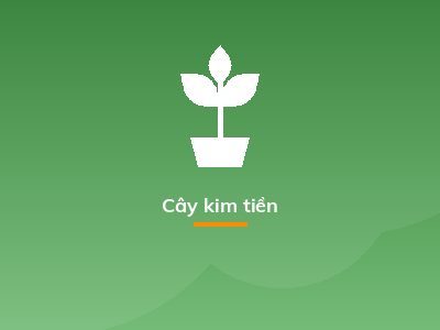 Cây kim tiền