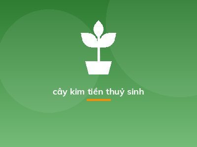 cây kim tiền thuỷ sinh