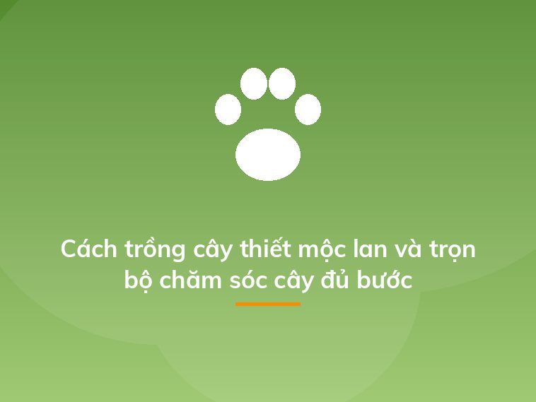 Cách trồng cây thiết mộc lan và trọn bộ chăm sóc cây đủ bước