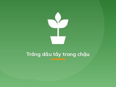 Trồng dâu tây trong chậu