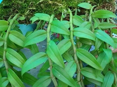 Cách trồng và cách chăm sóc lan Hạc Vỹ | Nông nghiệp phố