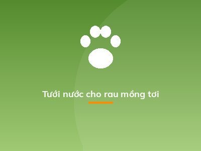 Tưới nước cho rau mồng tơi