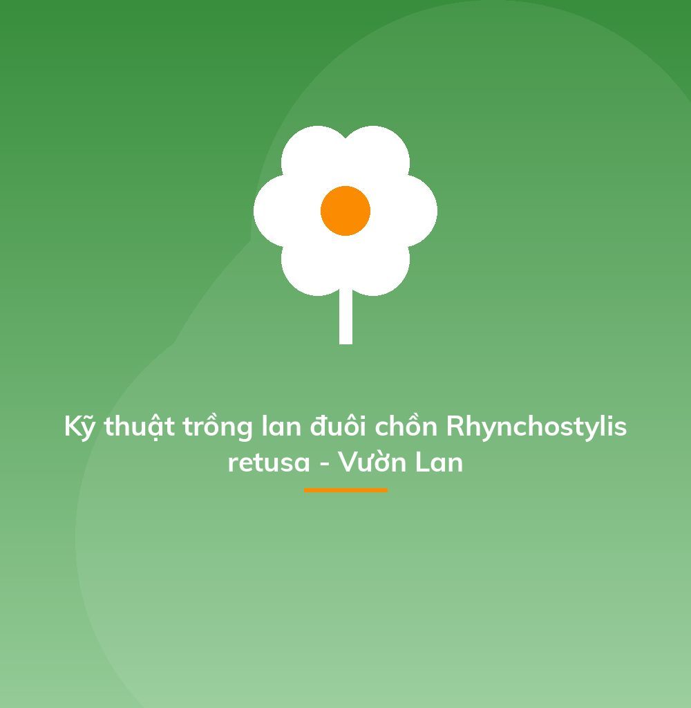 Kỹ thuật trồng lan đuôi chồn Rhynchostylis retusa - Vườn Lan