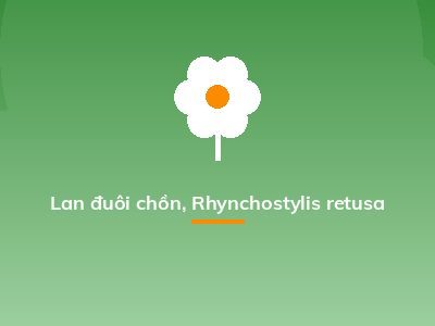 Lan đuôi chồn, Rhynchostylis retusa