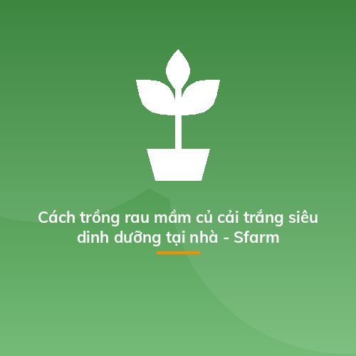 Cách trồng rau mầm củ cải trắng siêu dinh dưỡng tại nhà - Sfarm