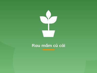 Rau mầm củ cải