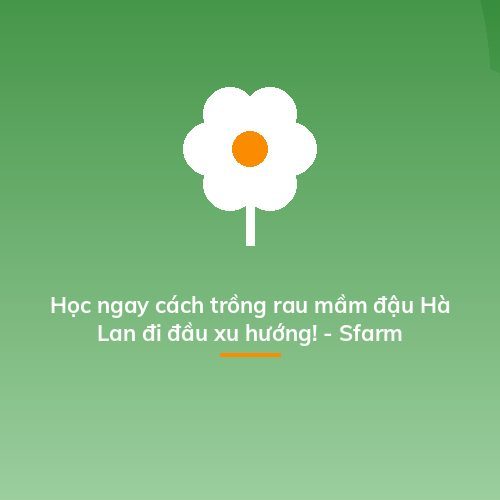 Học ngay cách trồng rau mầm đậu Hà Lan đi đầu xu hướng! - Sfarm