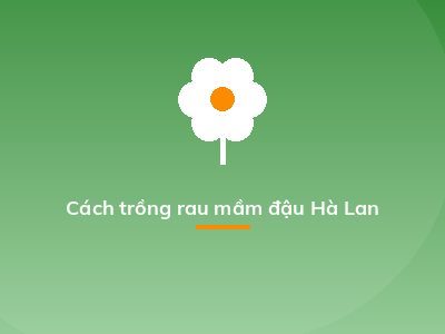 Cách trồng rau mầm đậu Hà Lan