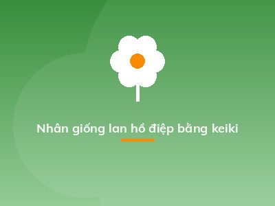 Nhân giống lan hồ điệp bằng keiki