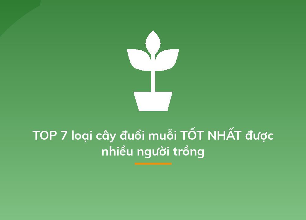 TOP 7 loại cây đuổi muỗi TỐT NHẤT được nhiều người trồng