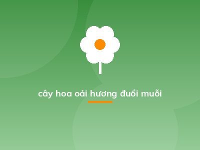 cây hoa oải hương đuổi muỗi