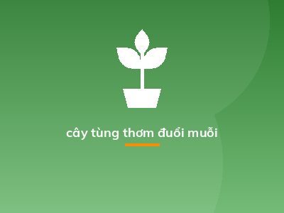 cây tùng thơm đuổi muỗi