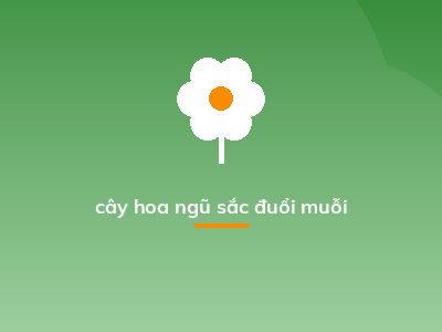 cây hoa ngũ sắc đuổi muỗi