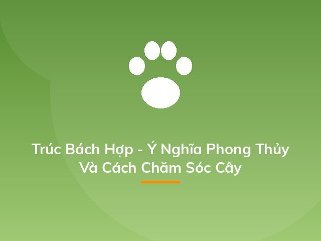 Trúc Bách Hợp - Ý Nghĩa Phong Thủy Và Cách Chăm Sóc Cây