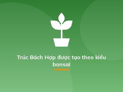 Trúc Bách Hợp được tạo theo kiểu bonsai
