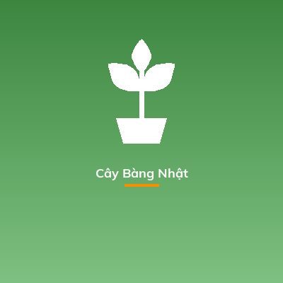 Cây Bàng Nhật