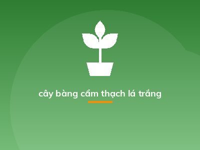 cây bàng cẩm thạch lá trắng