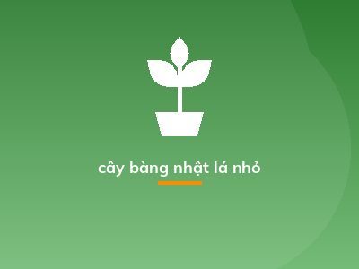 cây bàng nhật lá nhỏ