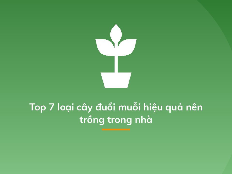 Top 7 loại cây đuổi muỗi hiệu quả nên trồng trong nhà