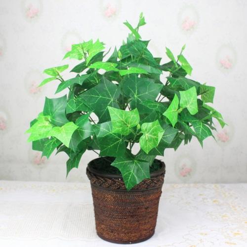 Tài nguyên thực vật