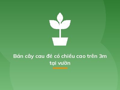Bán cây cau đẻ có chiều cao trên 3m tại vườn