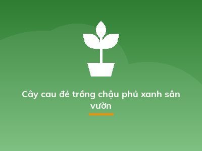 Cây cau đẻ trồng chậu phủ xanh sân vườn