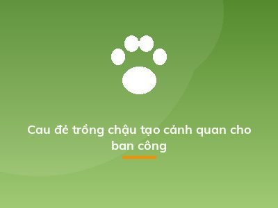 Cau đẻ trồng chậu tạo cảnh quan cho ban công
