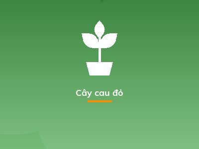 Cây cau đỏ