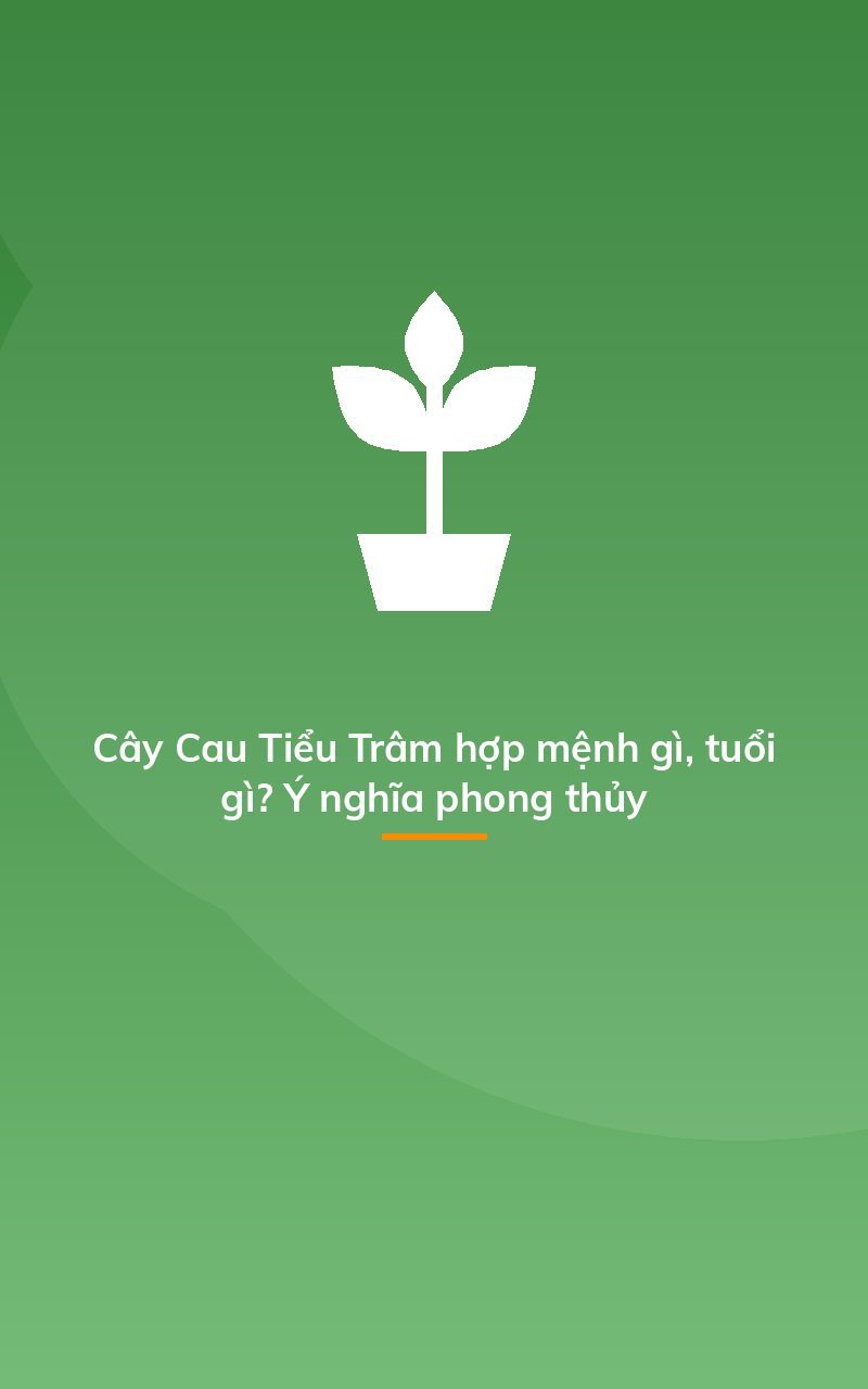 Cây Cau Tiểu Trâm hợp mệnh gì, tuổi gì? Ý nghĩa phong thủy