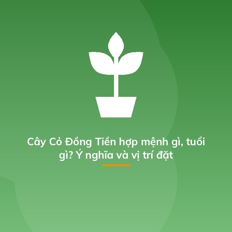 Cây Cỏ Đồng Tiền hợp mệnh gì, tuổi gì? Ý nghĩa và vị trí đặt