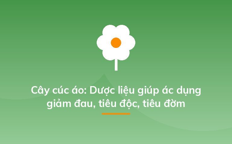 Cây cúc áo: Dược liệu giúp ác dụng giảm đau, tiêu độc, tiêu đờm