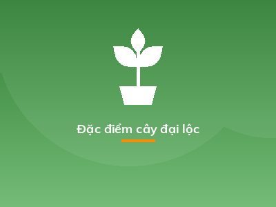 Đặc điểm cây đại lộc